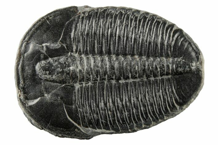Large, Elrathia Trilobite Fossil - Utah #195812